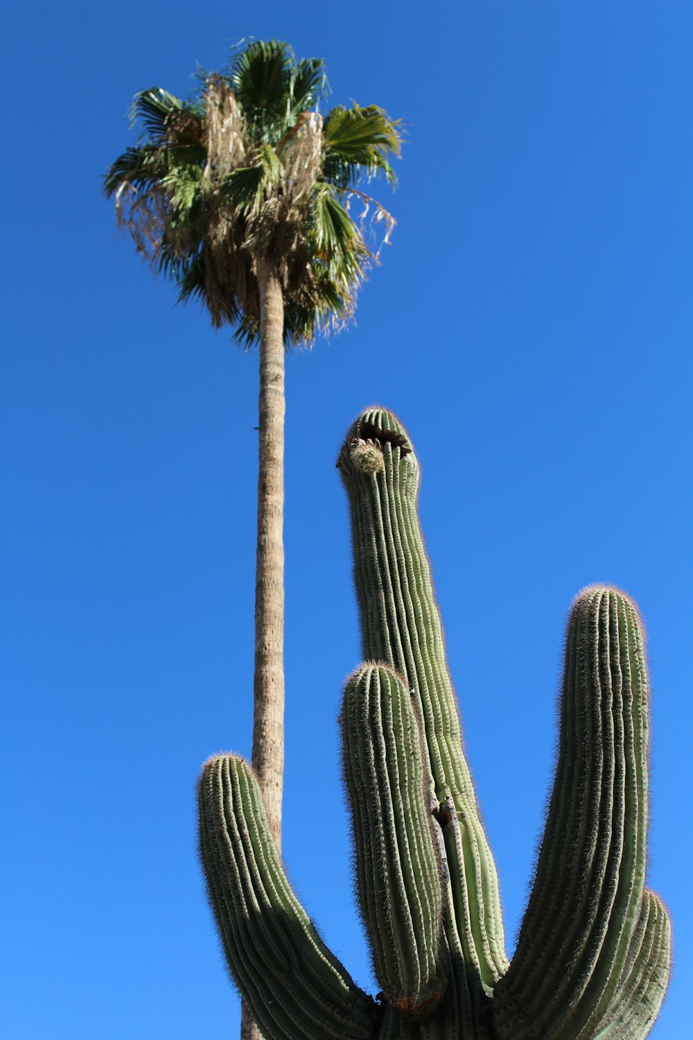 a tall green cactus next to a tall palm tree