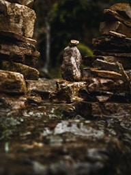 a bird sitting on a rock in the middle of a forest