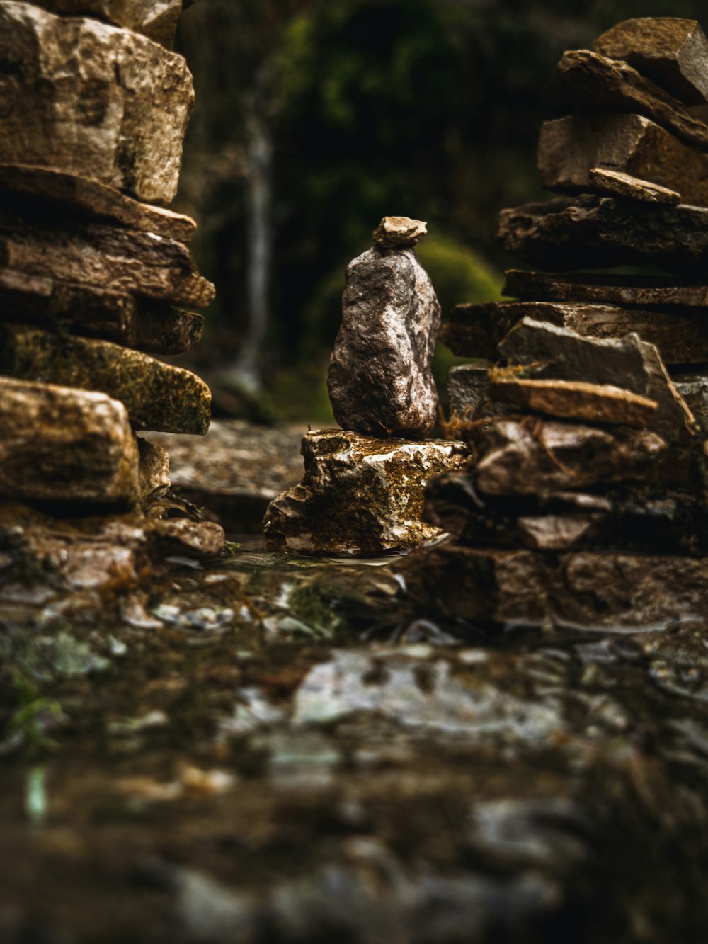 a bird sitting on a rock in the middle of a forest
