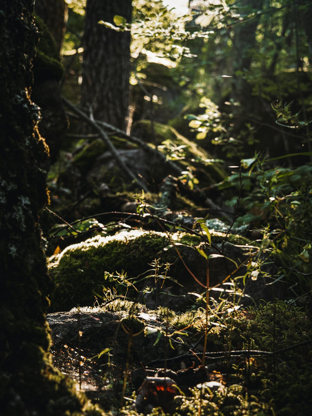 the sun shines through the trees in the forest