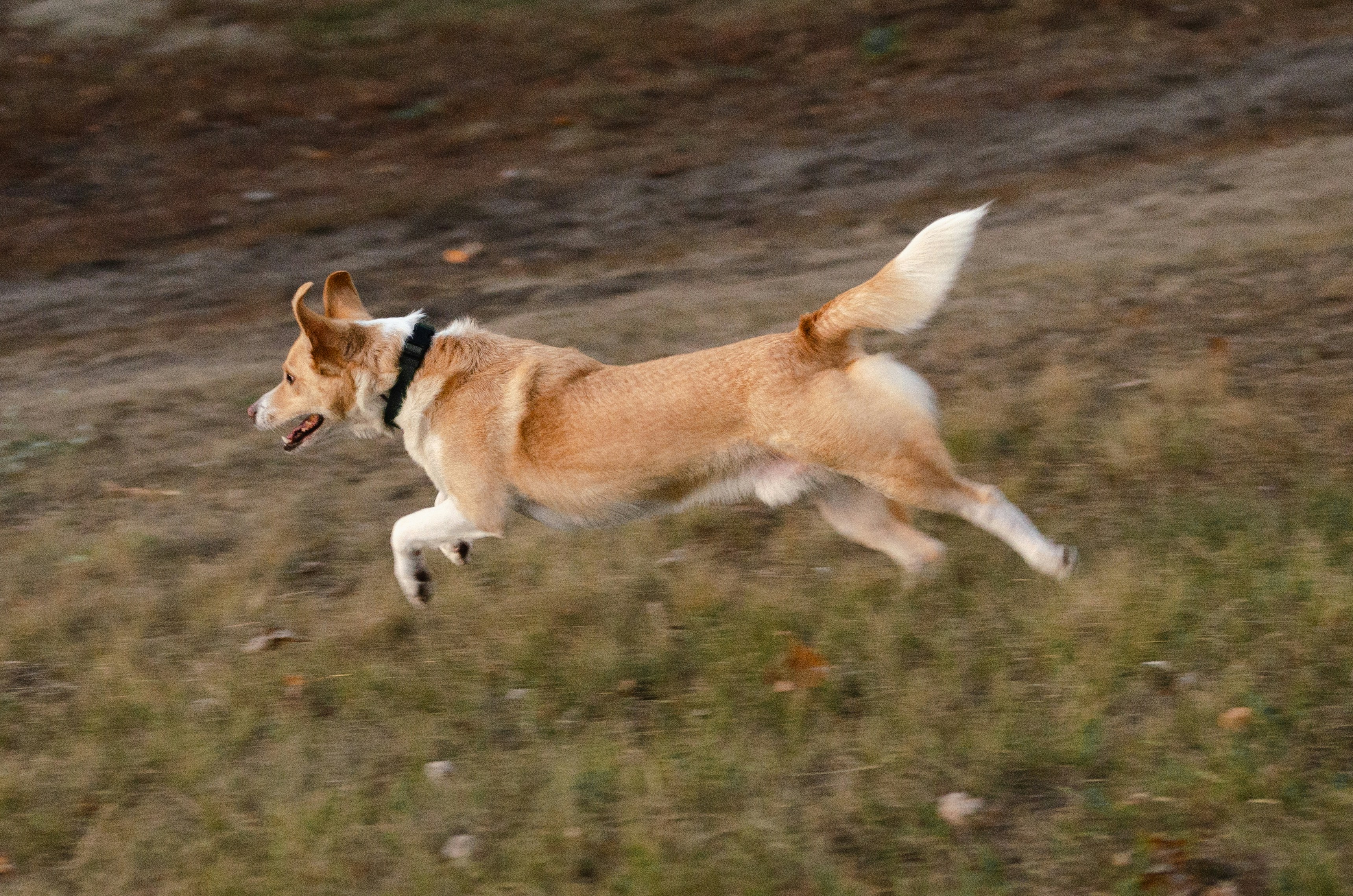 a brown and white dog running through a field