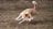 A small, energetic dog with a tan and white coat is running briskly across a grassy field. Its ears are perked, and its tail is raised, indicating a playful and alert demeanor.
