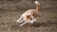 A small, energetic dog with a tan and white coat is running briskly across a grassy field. Its ears are perked, and its tail is raised, indicating a playful and alert demeanor.