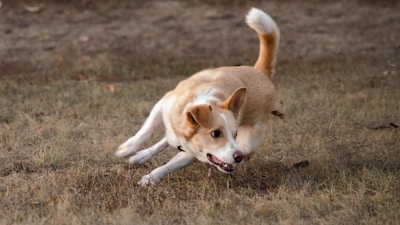 A small, energetic dog with a tan and white coat is running briskly across a grassy field. Its ears are perked, and its tail is raised, indicating a playful and alert demeanor.