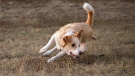 A small, energetic dog with a tan and white coat is running briskly across a grassy field. Its ears are perked, and its tail is raised, indicating a playful and alert demeanor.
