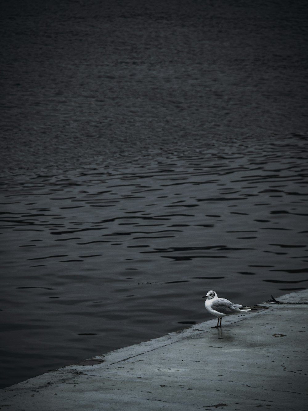 a seagull is standing on the edge of the water