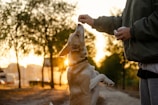 A dog stands on its hind legs reaching for a treat held by a person. The scene is illuminated by the warm glow of a sunset, with trees and a path in the background.