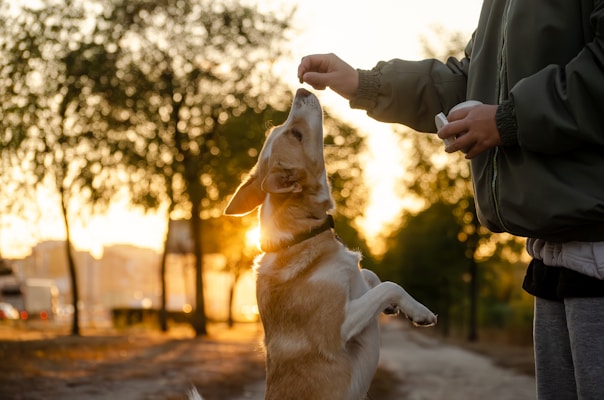 A dog stands on its hind legs reaching for a treat held by a person. The scene is illuminated by the warm glow of a sunset, with trees and a path in the background.