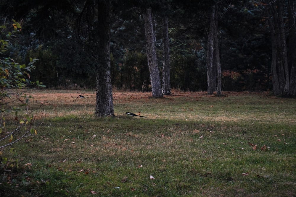 a grassy field with trees in the background