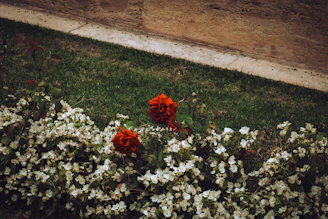 A front yard featuring a new garden bed with mulch, shrubs, and decorative rocks.
