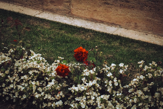 A freshly installed rock garden bed with vibrant mulch and neatly edged borders.