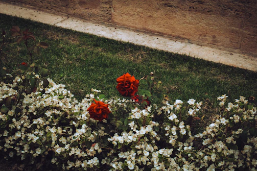 A front yard featuring a new garden bed with mulch, shrubs, and decorative rocks.