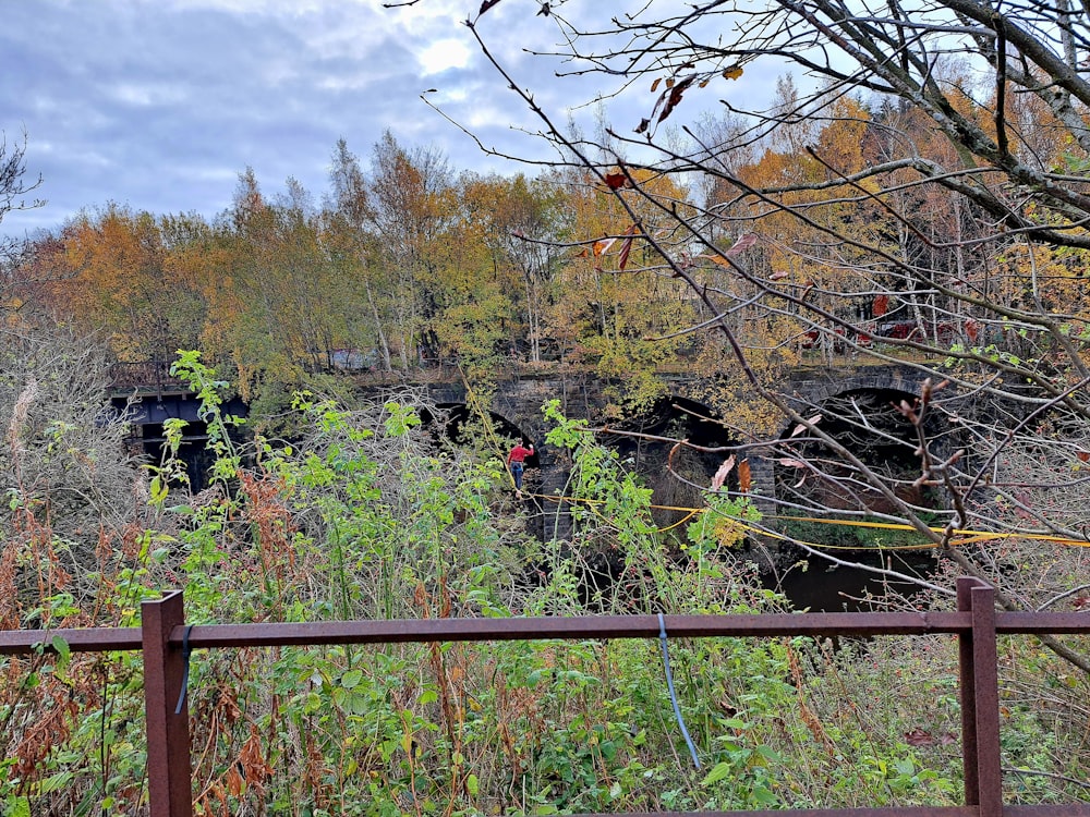 a train traveling through a forest filled with lots of trees