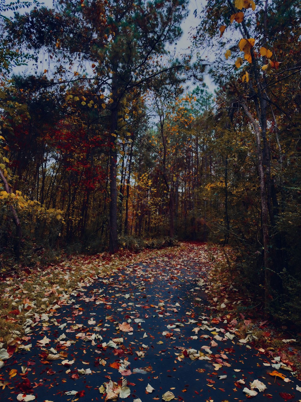 a road in the middle of a forest with lots of leaves on the ground