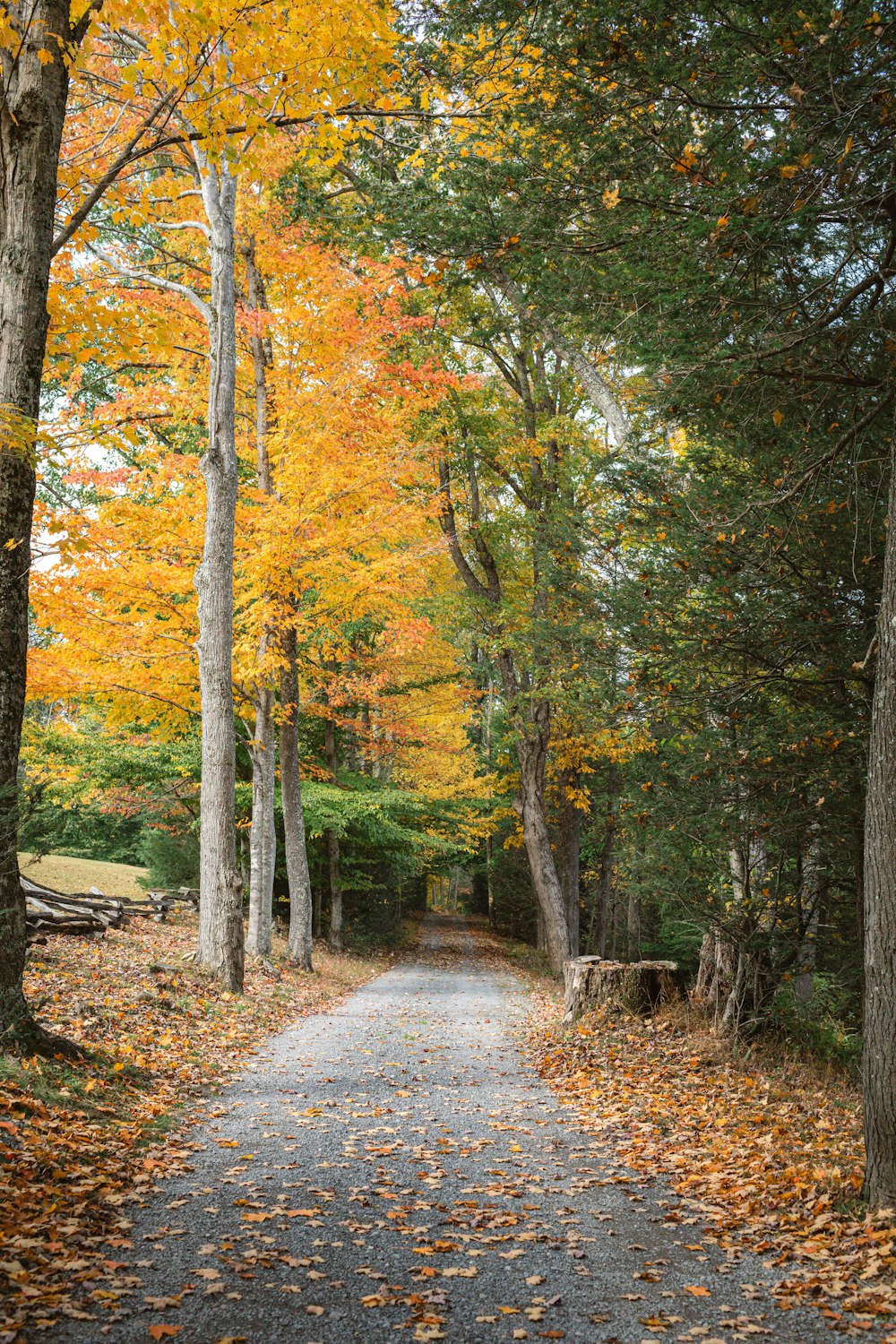 a dirt road surrounded by trees with leaves on the ground