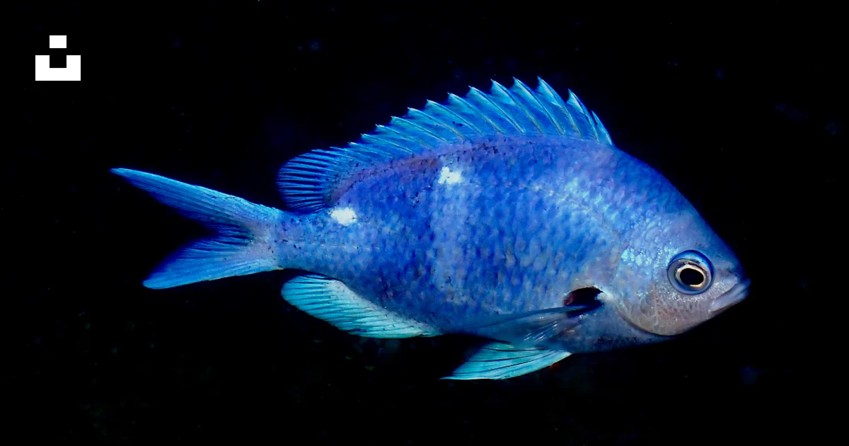 Pez Azul Rd Foto Un pez azul nadando en el agua oscura – Imagen Neuseeland gratis ...