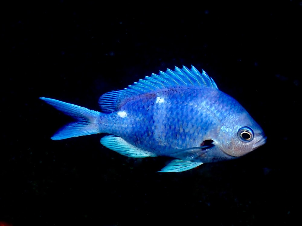 a blue fish swimming in the dark water