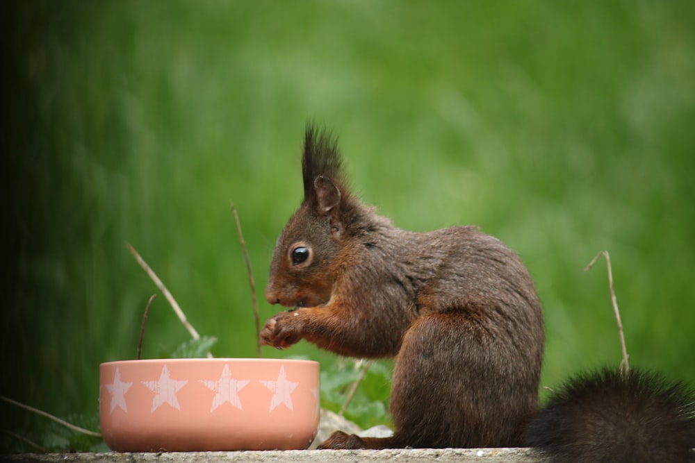 a squirrel eating food out of a bowl