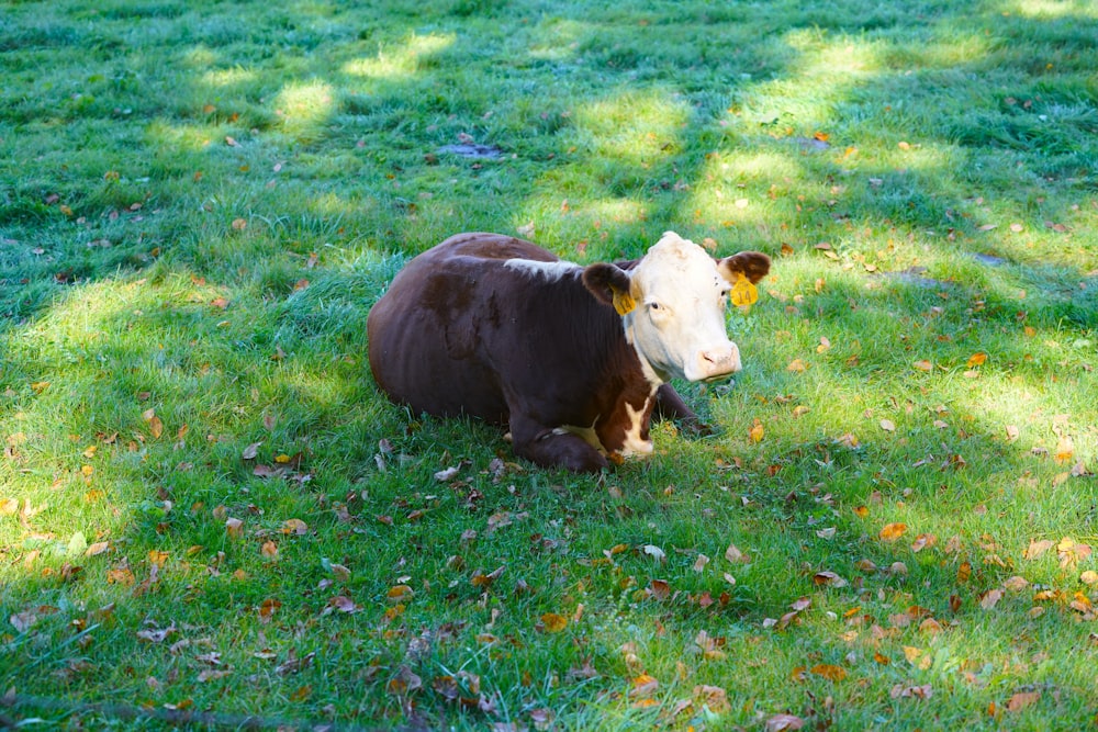 a brown and white cow laying on top of a lush green field