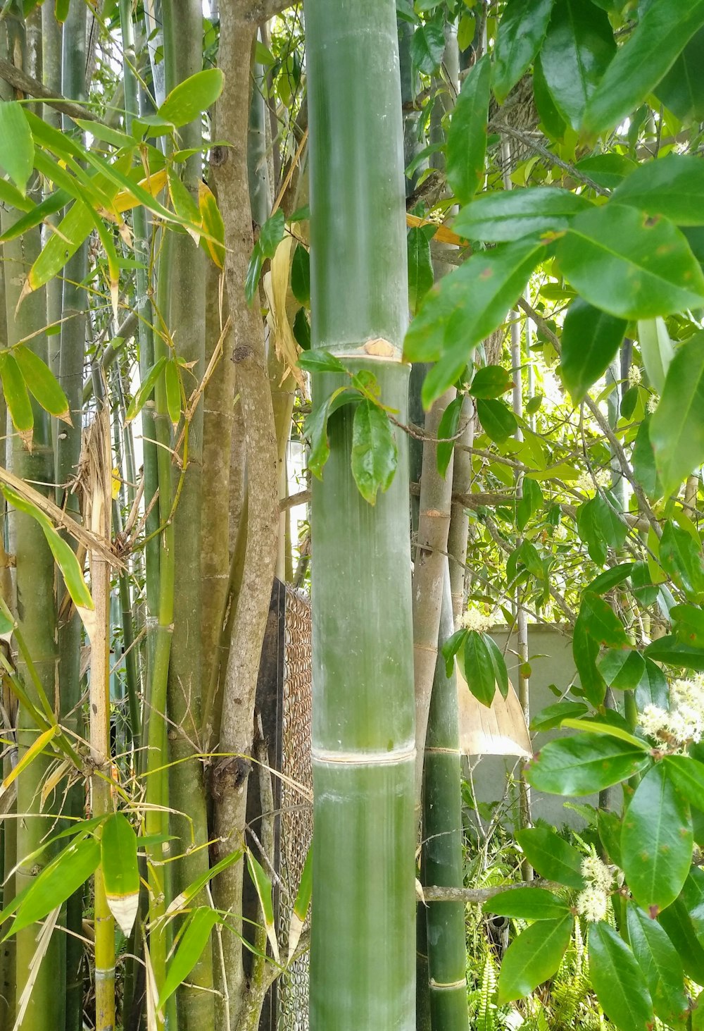 a tall bamboo tree in the middle of a forest