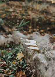 White mushrooms grow on the side of a fallen tree trunk, amidst a forest floor covered with leaves and greenery. The background is blurred, showcasing the earthy and natural setting of the scene.