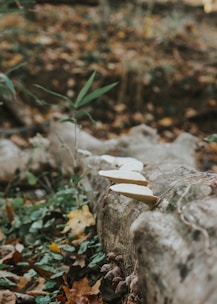 White mushrooms grow on the side of a fallen tree trunk, amidst a forest floor covered with leaves and greenery. The background is blurred, showcasing the earthy and natural setting of the scene.