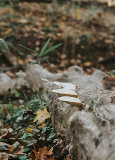 White mushrooms grow on the side of a fallen tree trunk, amidst a forest floor covered with leaves and greenery. The background is blurred, showcasing the earthy and natural setting of the scene.