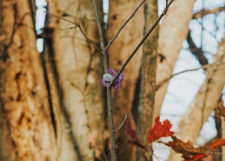 A purple pacifier is hanging on a thin branch against a background of large tree trunks. The scene includes some red autumn leaves adding contrast to the earthy browns and grays of the trees.