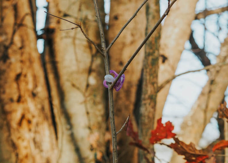 A purple pacifier is hanging on a thin branch against a background of large tree trunks. The scene includes some red autumn leaves adding contrast to the earthy browns and grays of the trees.