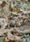 A close-up view of acorns scattered on the ground amidst dried grass and fallen leaves. The setting is natural and earthy with a mix of textures from the acorn shells and leaf surfaces.