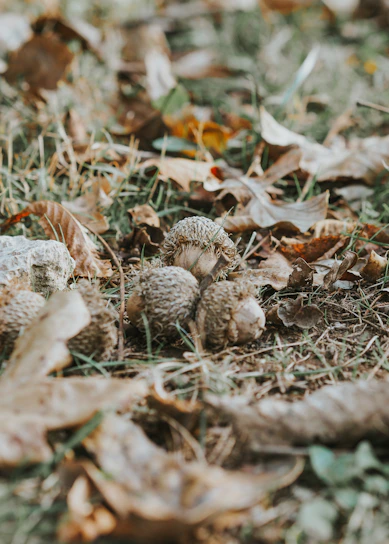 A close-up of acorns and chestnuts on the forest floor, dappled sunlight filtering through oak leaves.
