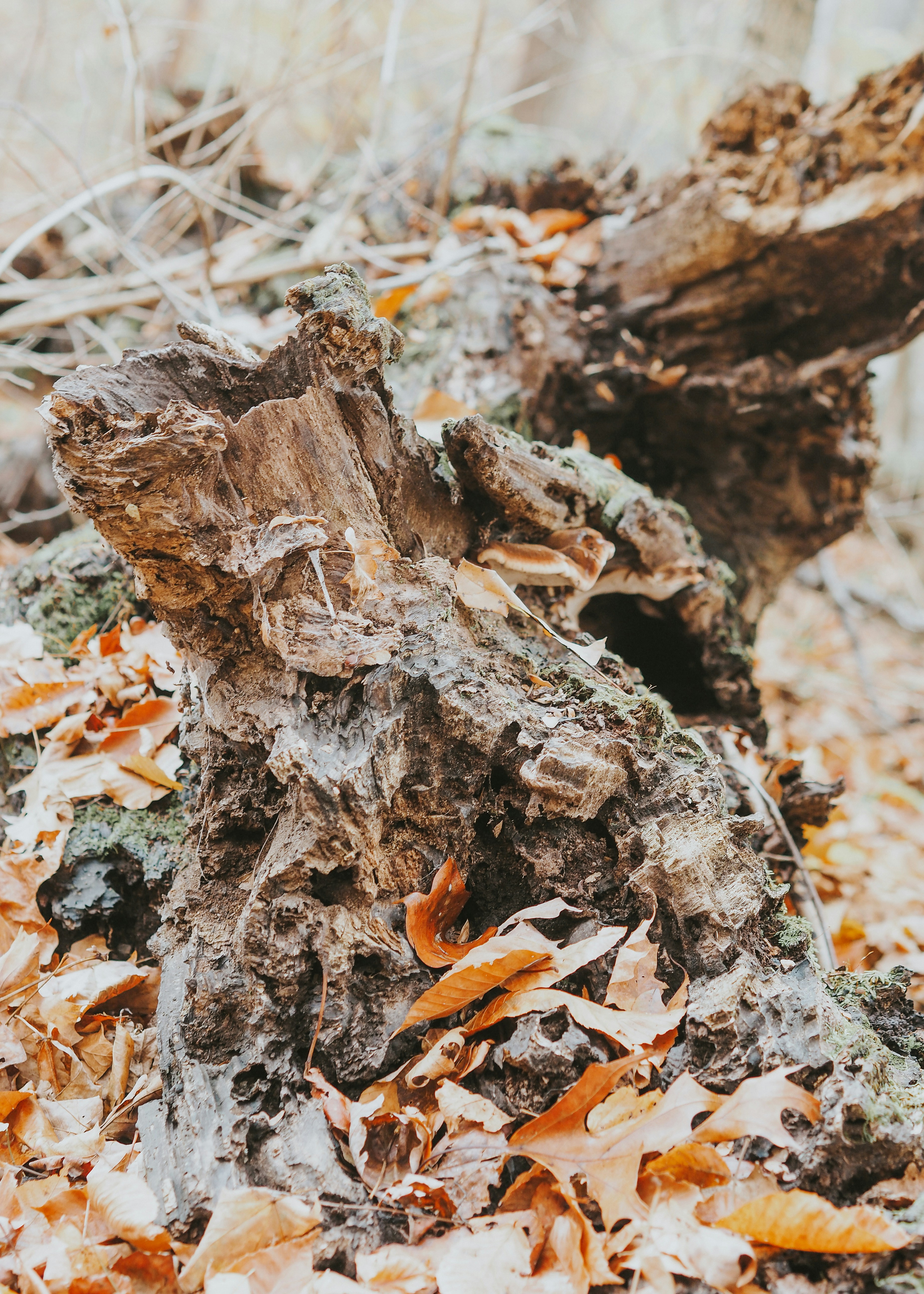 Photo by fieldworkframes