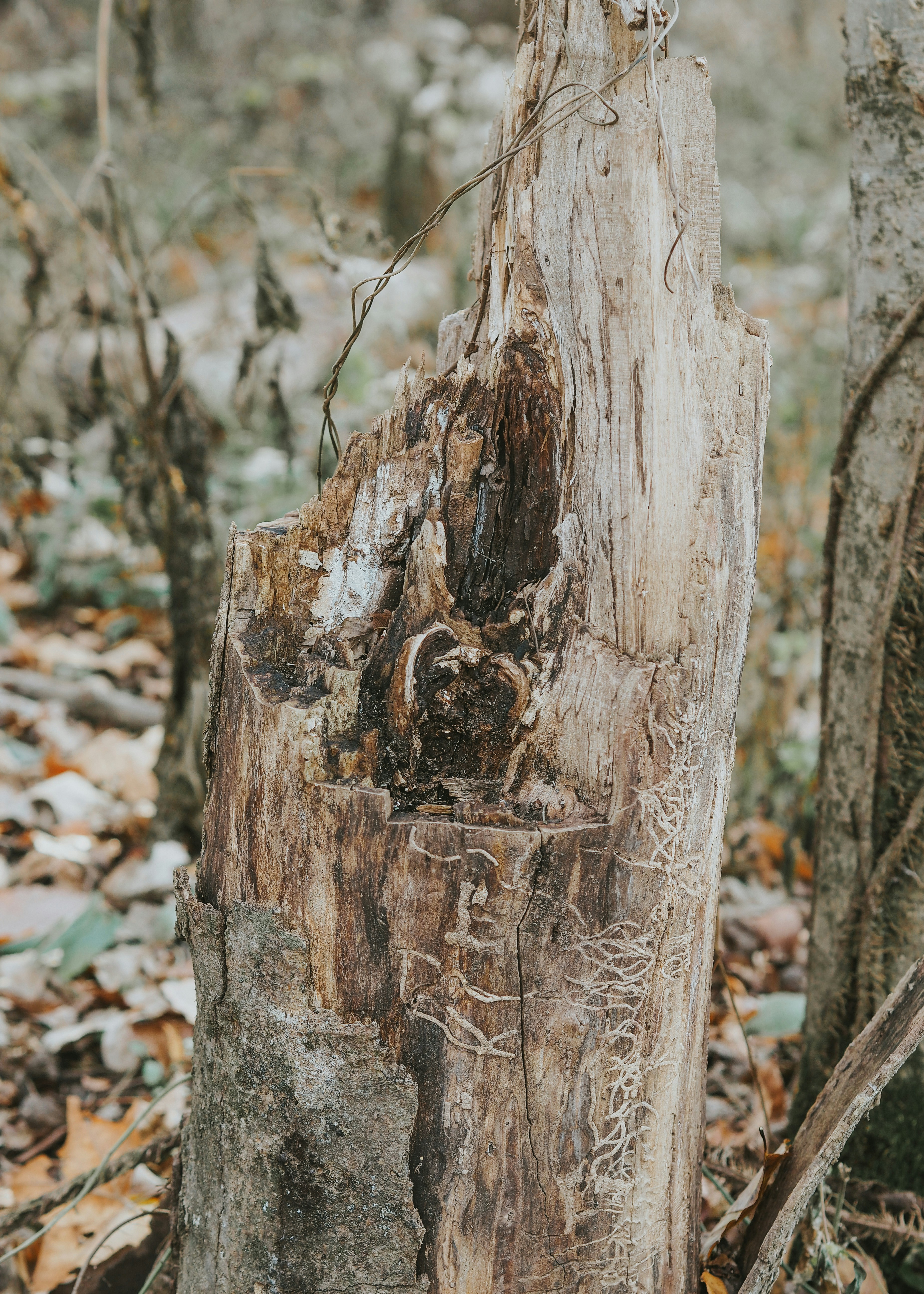 Photo by fieldworkframes