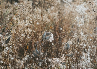 Sunlit Algerian landscape with wild herbs and plants used in seed legacy’s premium products.
