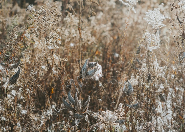 Sunlit Algerian landscape with wild herbs and plants used in seed legacy’s premium products.