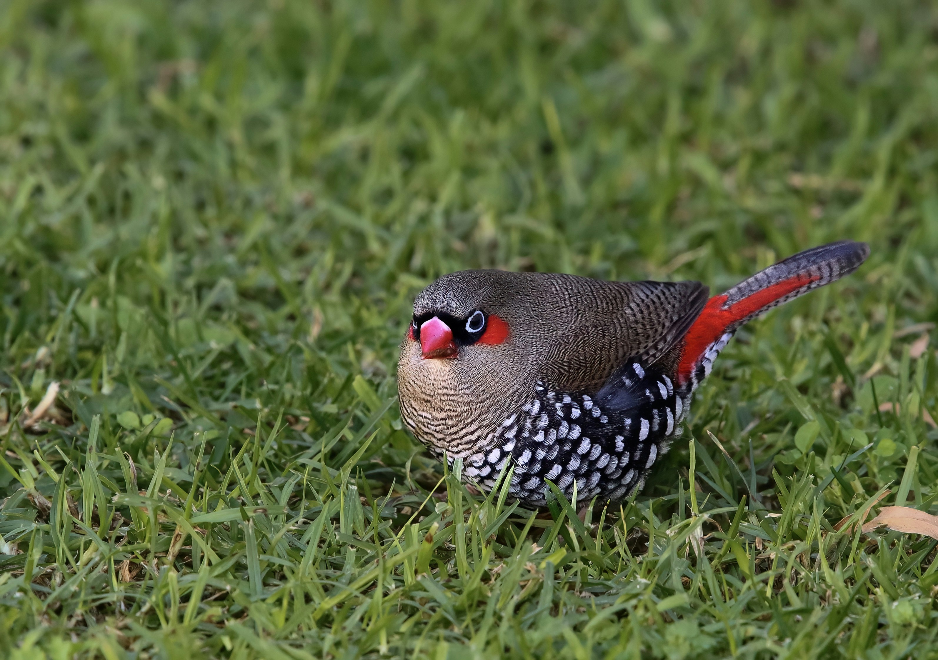 Cheynes, Western Australia