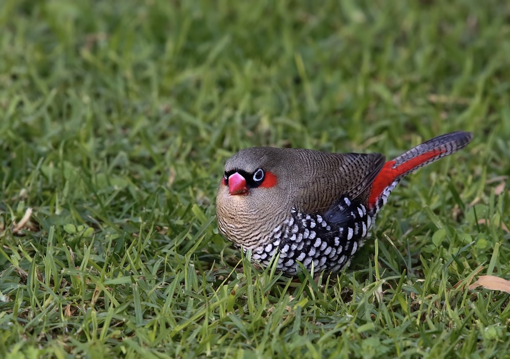 a bird standing on top of a lush green field