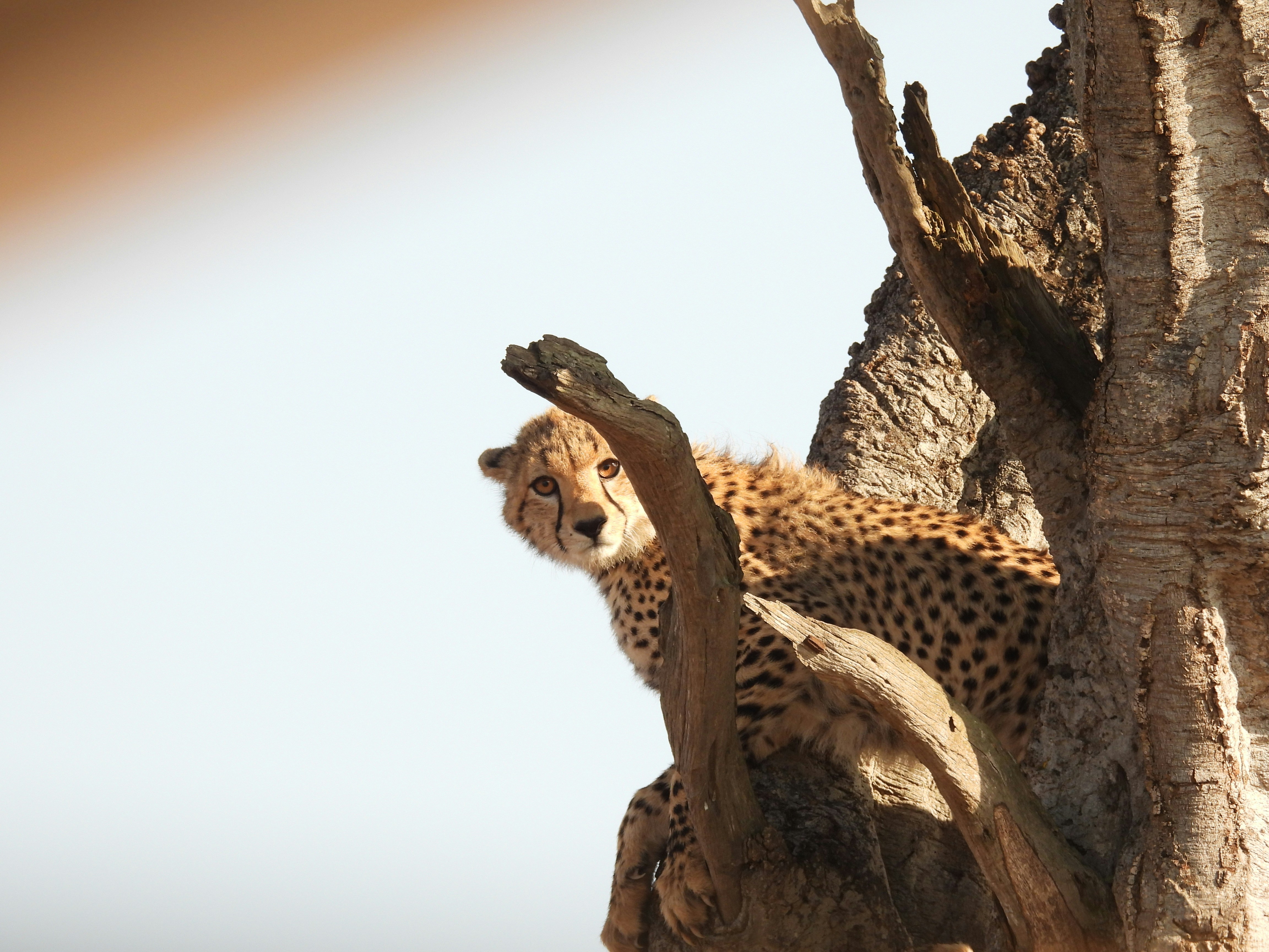 a cheetah sitting in a tree looking at the camera