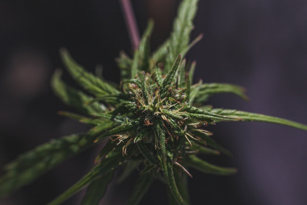 a close up of a plant with a blurry background