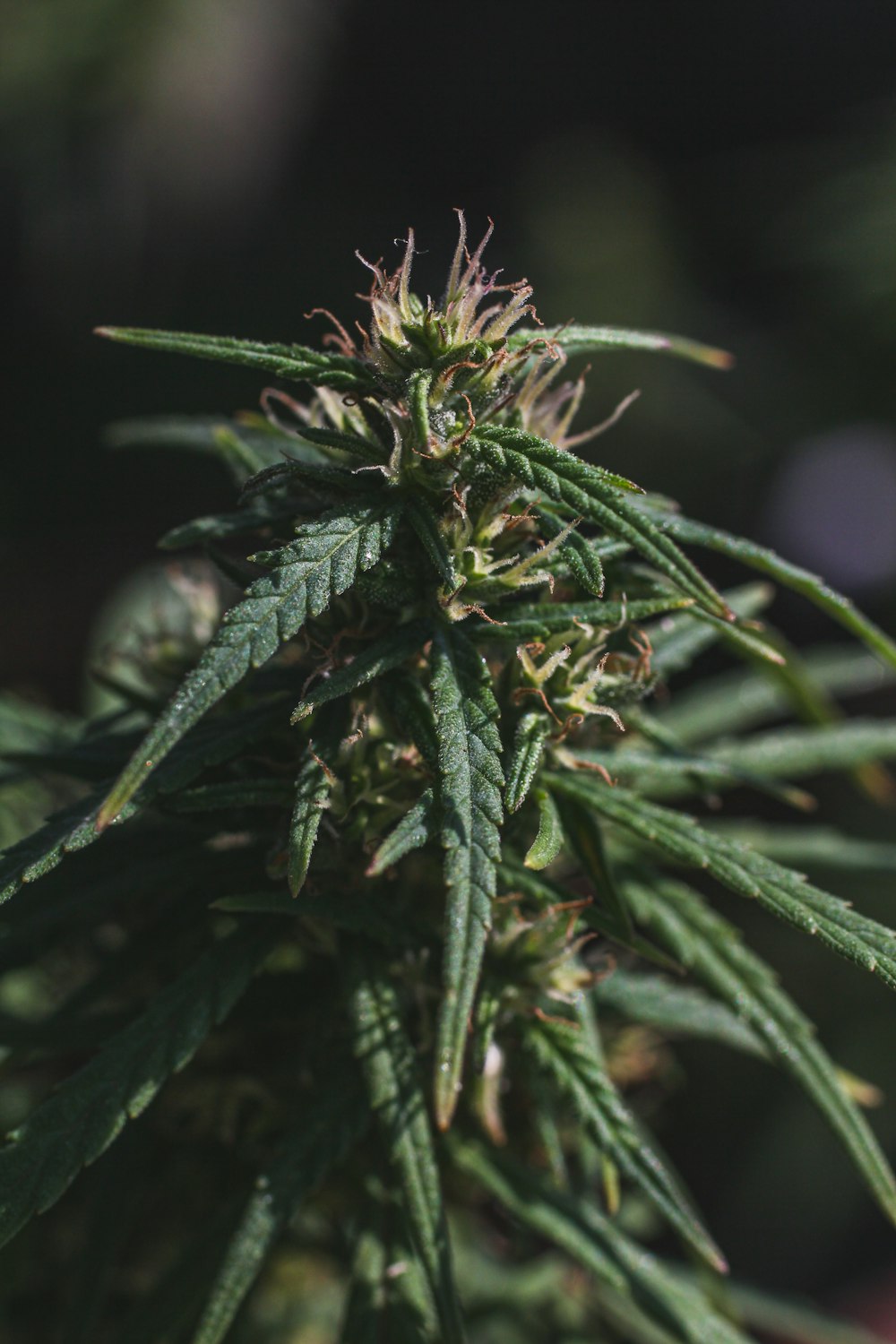 a close up of a marijuana plant with lots of green leaves