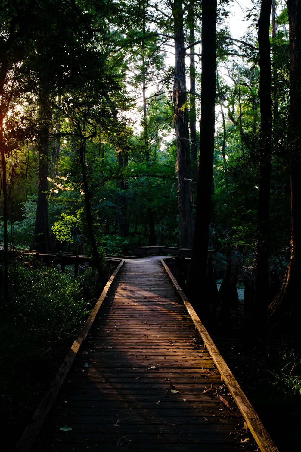 a wooden walkway in the middle of a forest