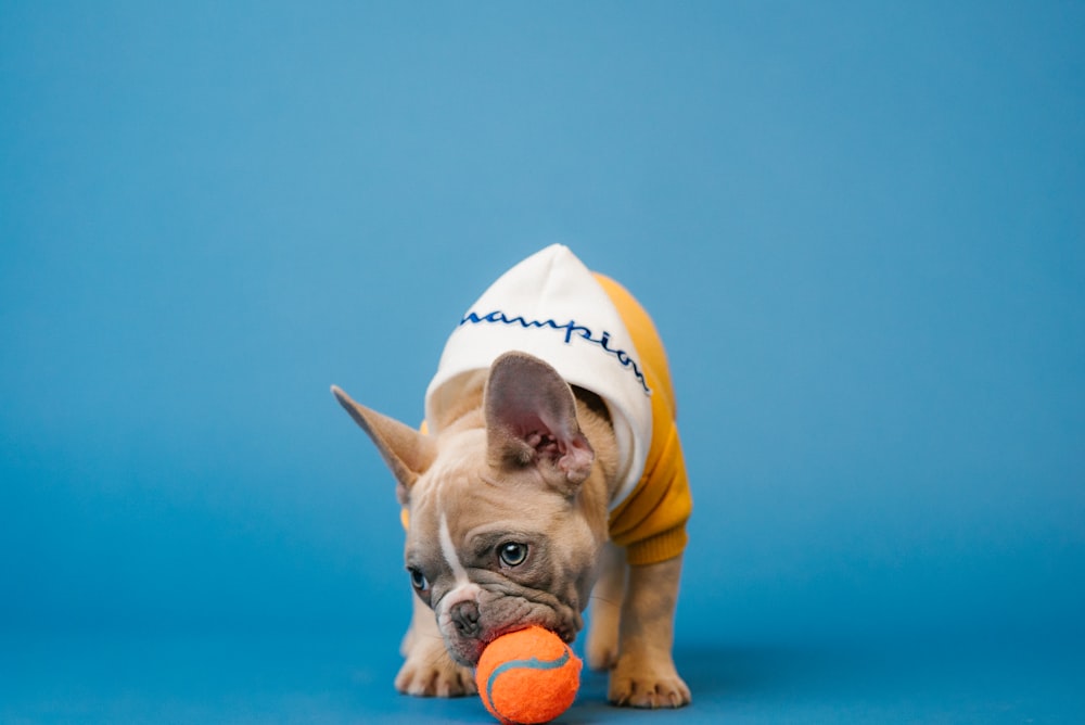 a small dog wearing a hat and holding a tennis ball