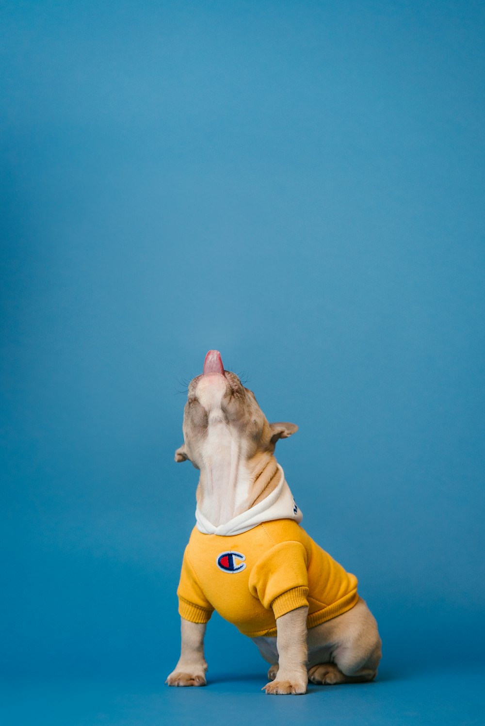 ein kleiner Hund, der eine gelbe Shorts und ein weißes Hemd trägt