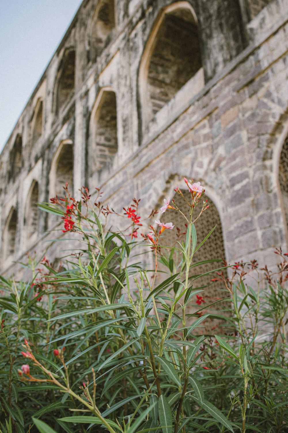 red flowers are growing in front of a stone building