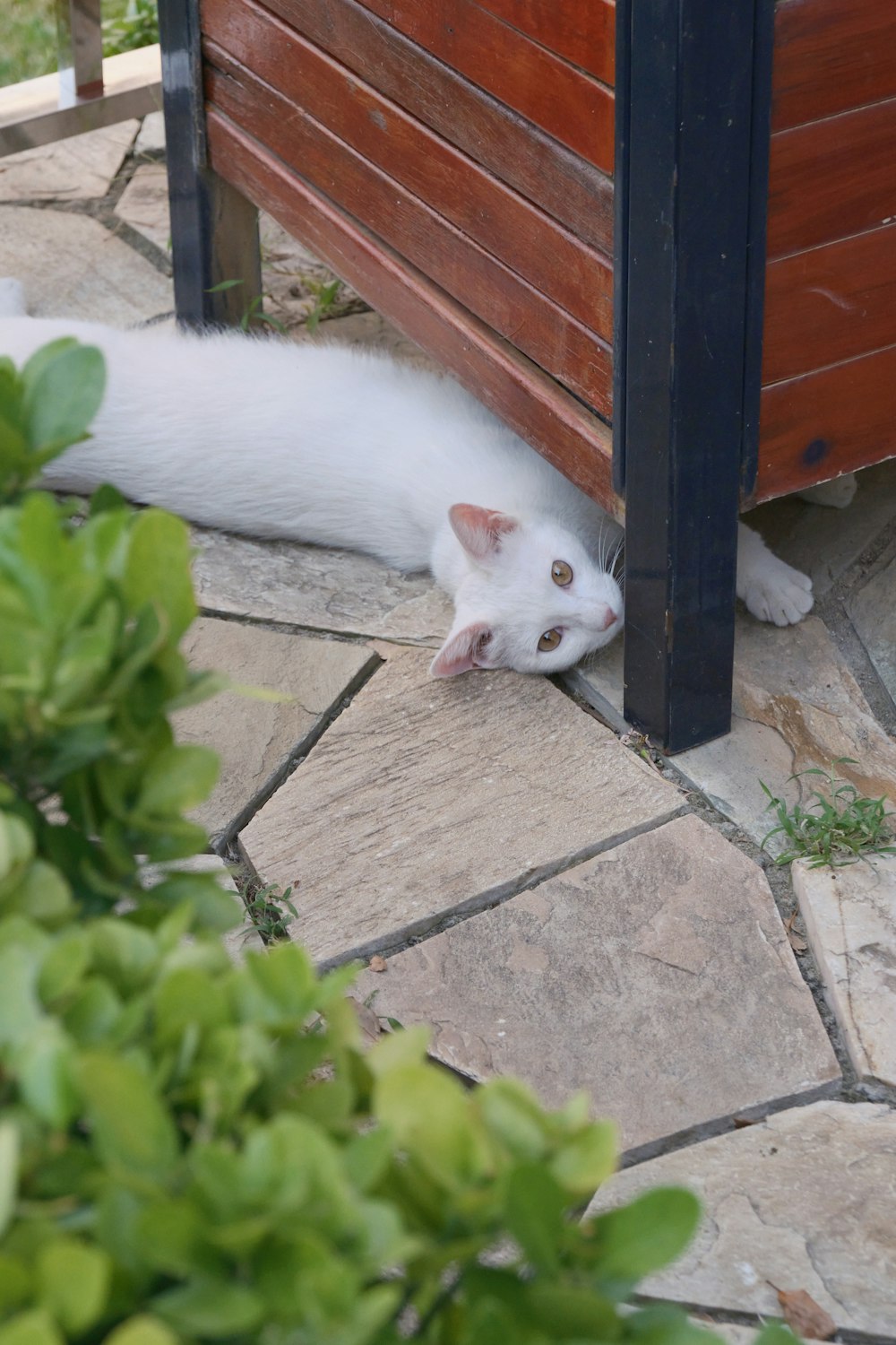 um gato branco deitado no chão ao lado de uma cerca de madeira