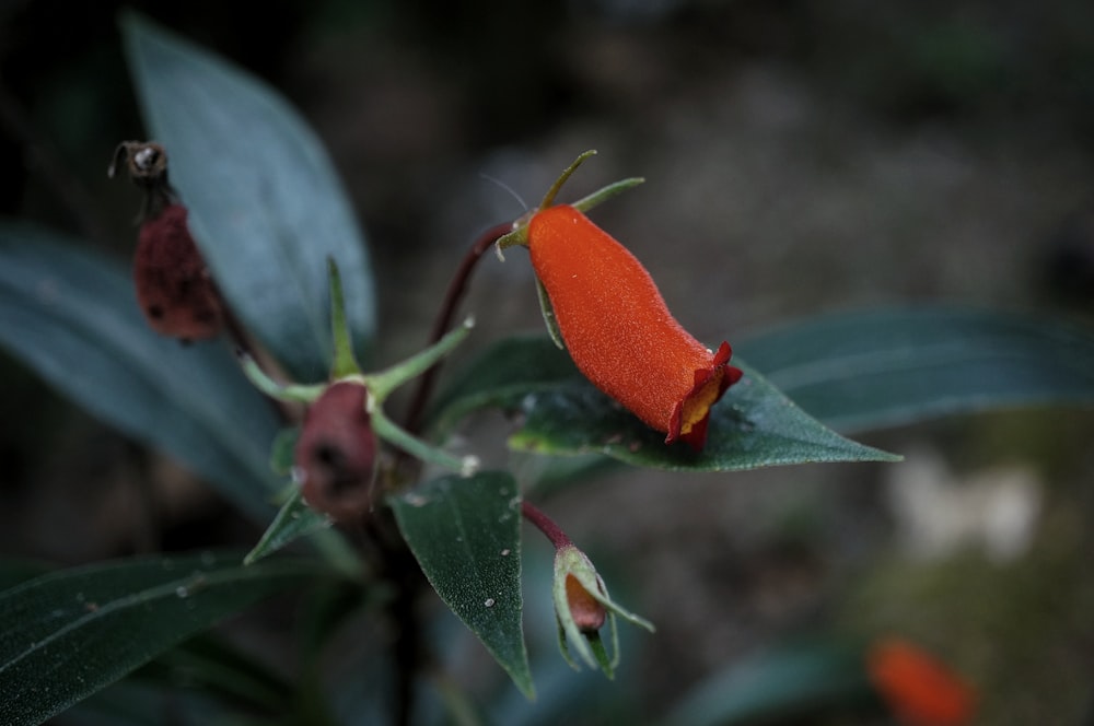 a small orange flower with green leaves