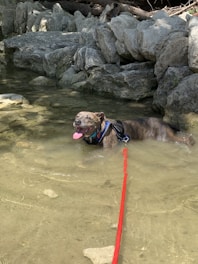 A dog with a brindle coat relaxes in shallow, clear water surrounded by large gray rocks. The dog is wearing a black harness and is attached to a bright red leash. It's playfully holding a pink toy in its mouth, with a cheerful expression.