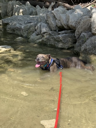 A dog with a brindle coat relaxes in shallow, clear water surrounded by large gray rocks. The dog is wearing a black harness and is attached to a bright red leash. It's playfully holding a pink toy in its mouth, with a cheerful expression.