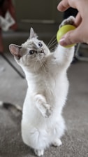 Gismo playfully pawing at a light brown yarn ball on a cream-colored rug.