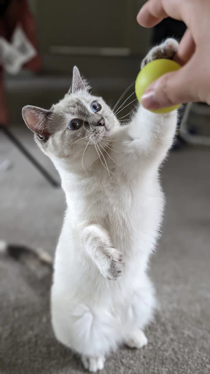 A joyful kitten playfully reaching out with its paw in a sunlit room.